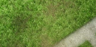 Create an Awesome Grass Texture in Photoshop